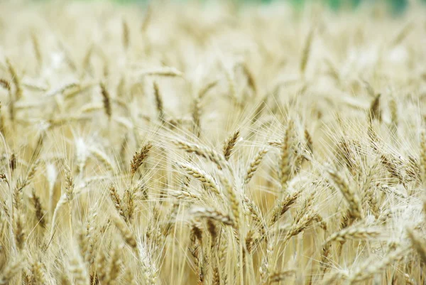 Wheat — Stock Photo, Image