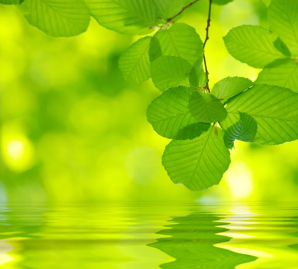 Gröna blad — Stockfoto