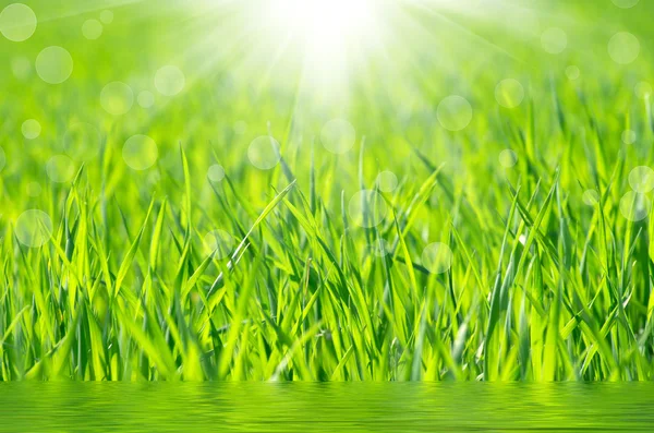 Gras — Stockfoto