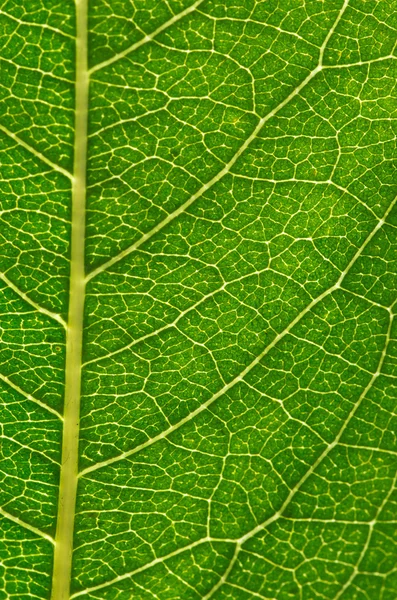 Green leaf Stock Image