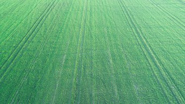 seçici odak ile yeşil çim arka plan