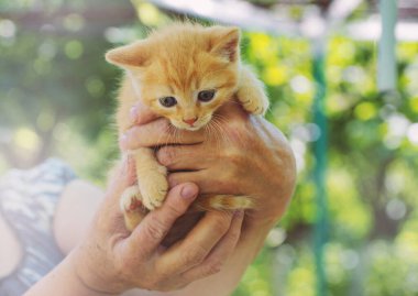 Mavi gözlü güzel kırmızı kedi