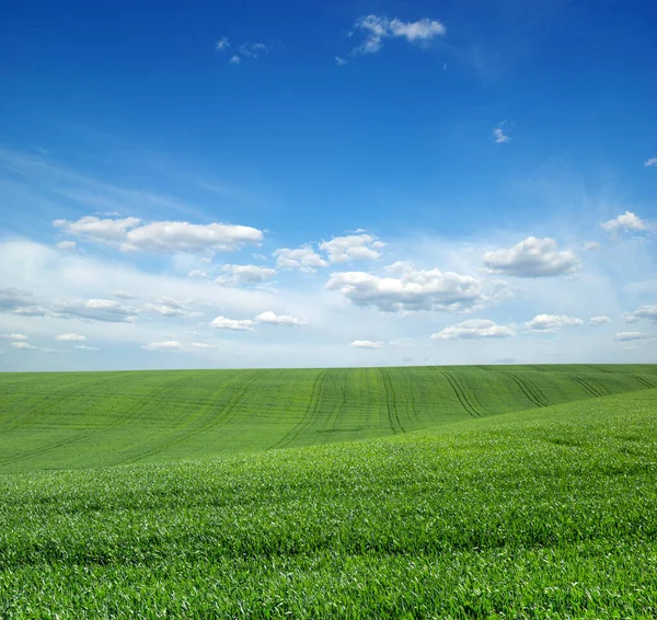 Feld Aus Grünem Gras Und Himmel — Stockfoto