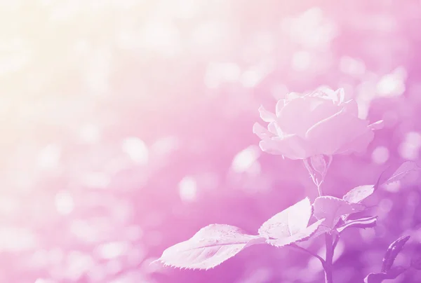 Beautiful Flowers Made Color Filters — Stock Photo, Image