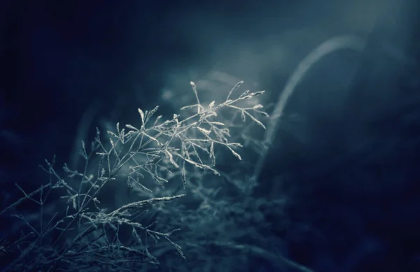 月光冬霧の夜 雪と霜草の上 — ストック写真