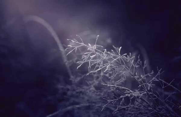 月光冬霧の夜 雪と霜草の上 — ストック写真