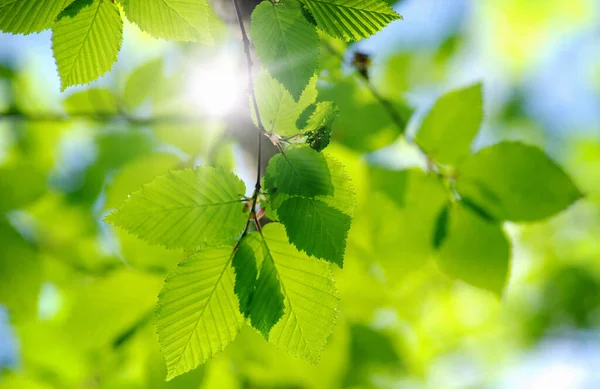 Folhas Verdes Nos Fundos Verdes — Fotografia de Stock