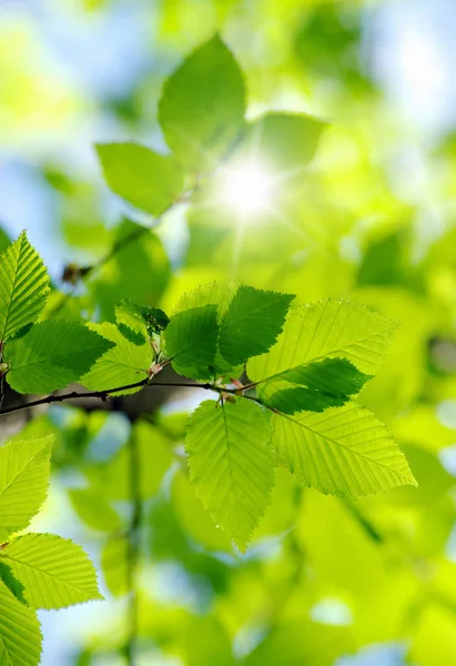 Hojas Verdes Los Fondos Verdes —  Fotos de Stock