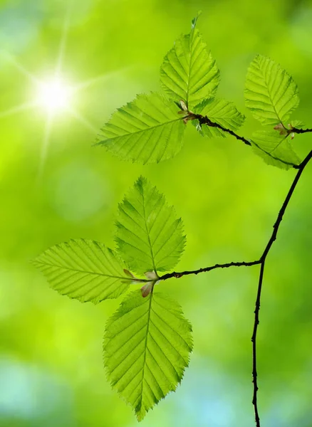 Feuilles Vertes Sur Les Fonds Verts — Photo