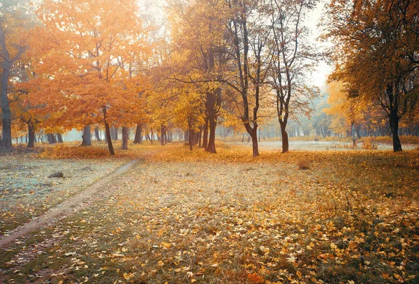 Ścieżka Przez Jesienny Las — Zdjęcie stockowe