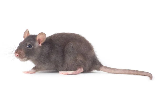 Ratte Nahaufnahme Isoliert Auf Weißem Hintergrund — Stockfoto