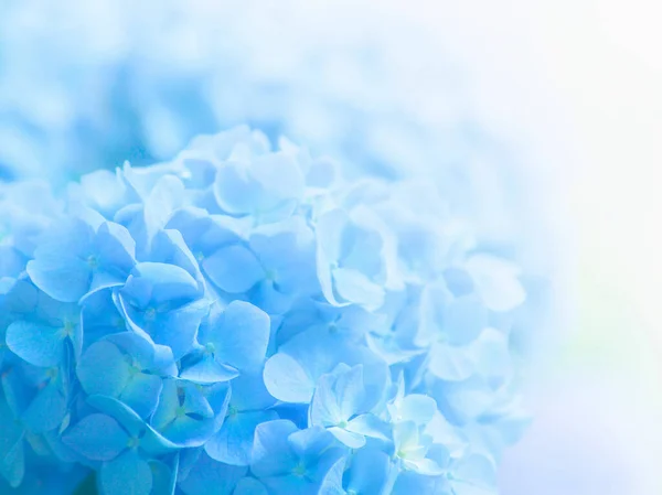 Blaue Hortensien Blühen Aus Nächster Nähe — Stockfoto