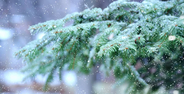 Winter Christmas Background Frost Covered Spruce Branch Blurred Background Snowfall — Stock Photo, Image