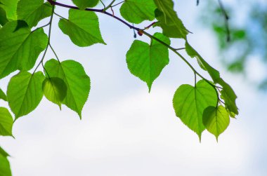 Yeşil yapraklar yeşil arka planlar