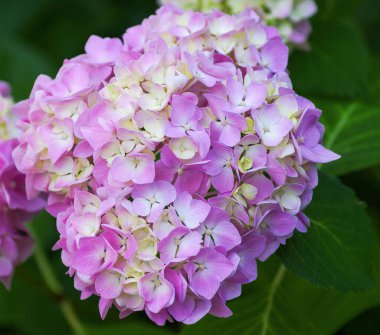 Pembe ortanca çiçekleri yakın.