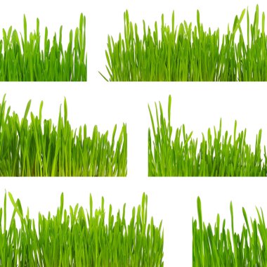 Beyaz arkaplanda yeşil çimen izole