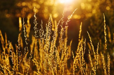 sıcak bir yaz akşamı gün batımında kuru çim