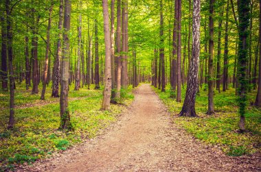 Bahar yeşil bir ormandaki