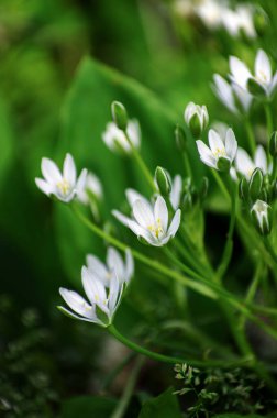 alan soyut çiçek çiçekler