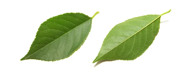 Green Tree Leaves Summer Nature Isolated White Background — Stock Photo, Image