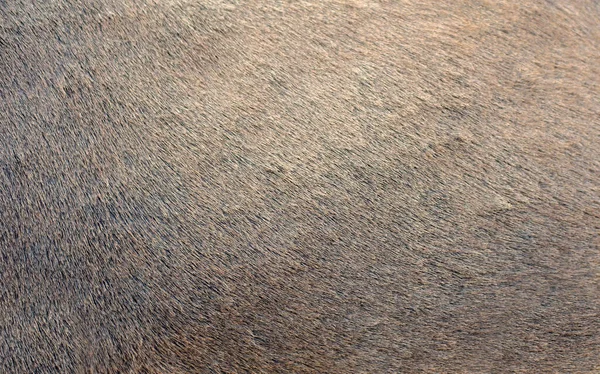 Naturlig Brun Pälsstruktur Naturlig Brun Pälsstruktur Djurpäls Närbild Som Bakgrund — Stockfoto