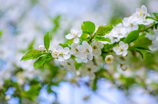 背景が美しい桜の枝 — ストック写真