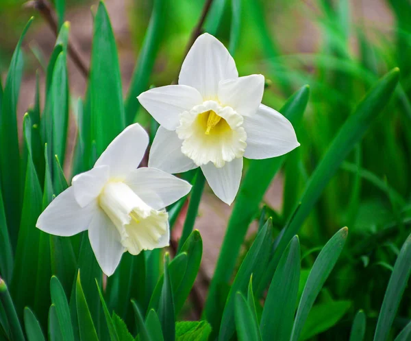 Baharda çiçek bahçesinde beyaz nergisler. Seçici odak.