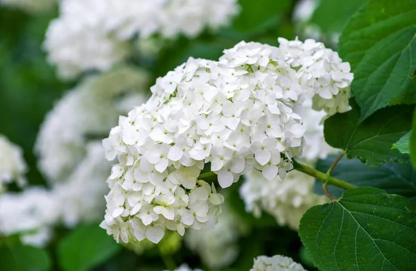 Kvetoucí Rostliny Bílé Hortenzie Plném Květu — Stock fotografie