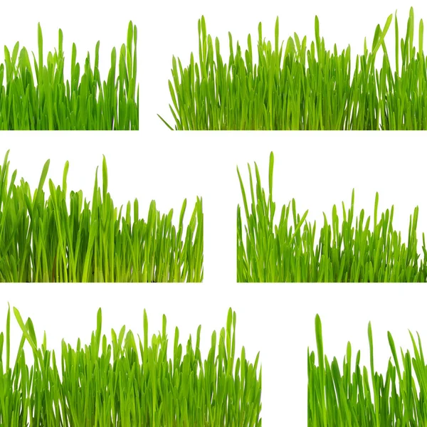 Beyaz arkaplanda yeşil çimen izole