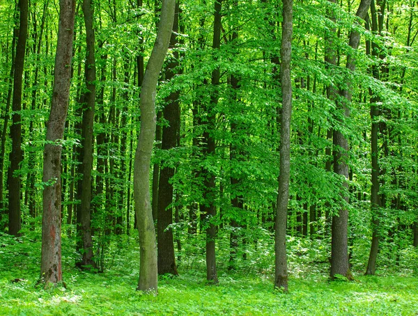 Lesní Zeleň Zelených Stromů Létě — Stock fotografie