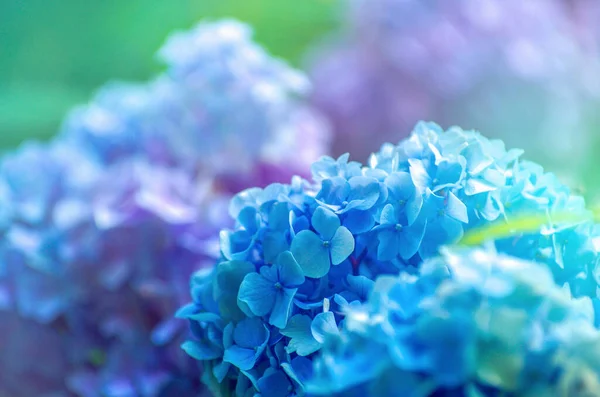 Blaue Hortensien Blühen Aus Nächster Nähe — Stockfoto