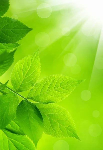 Зеленые Листья Зеленом Фоне — стоковое фото