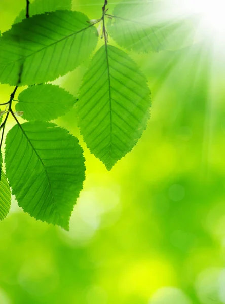 Folhas Verdes Sobre Fundo Verde — Fotografia de Stock