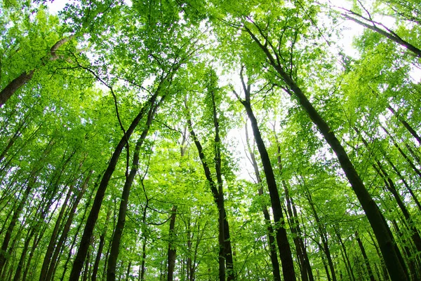 Sabah güzel orman manzarası