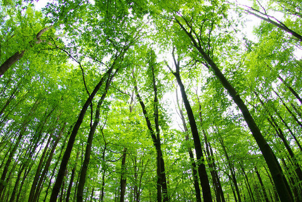 Красивый лесной пейзаж утром