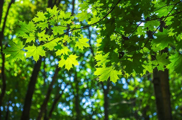 Green Leaves Maple Tree — Stock Photo, Image