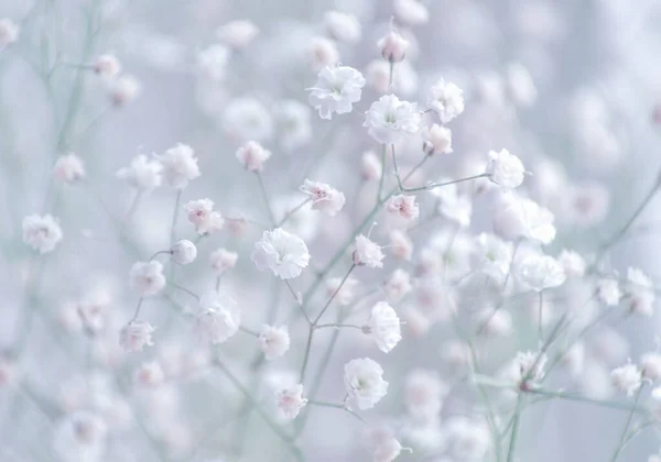 Dětský Dech Gypsophila Květiny Zblízka Pozadí — Stock fotografie