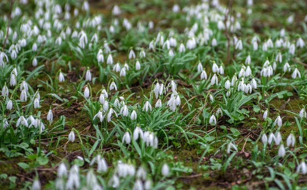 First Beautiful Snowdrops Spring — Stock Photo, Image