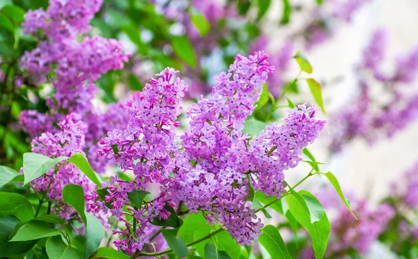 Blossom Lilac Flowers Spring — Stock Photo, Image