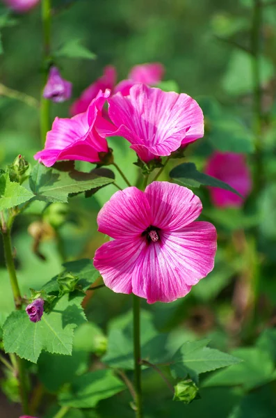 庭のピンクの花 バラのモローやハイビスカスのエアブラシ効果花 — ストック写真