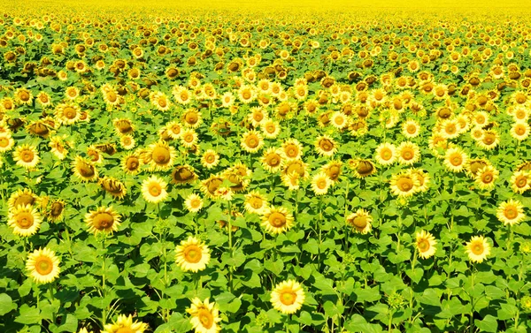 Field Sunflowers Blue Sun Sky — Stock Photo, Image