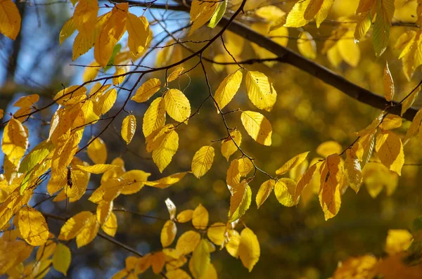 Sárga Levelek Ősszel Egy Gally — Stock Fotó