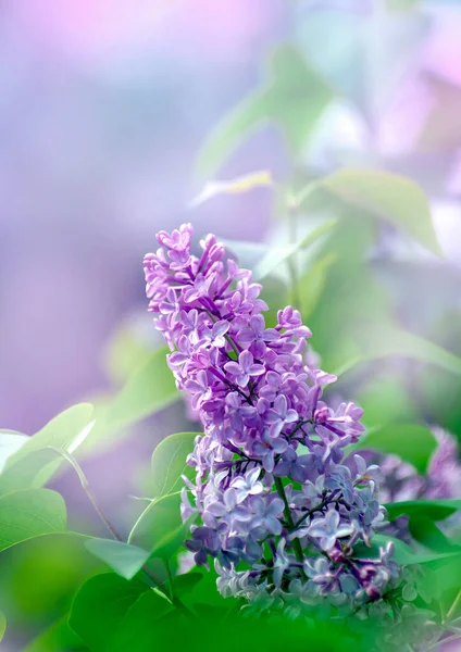 Lilac Blossoming Branches Selective Focus — Stock Photo, Image