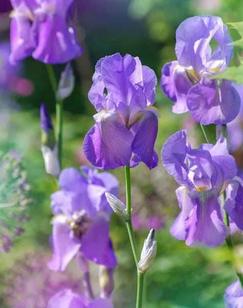 Iris Coloridos Jardín Jardín Perenne —  Fotos de Stock
