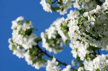 elma ağacının beyaz çiçekli bahar çiçeği