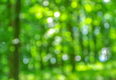 Bahar ormanı arkaplanı bulanık