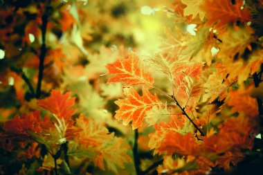 Sonbahar ormanlarındaki dallarda yapraklar.