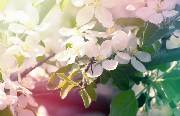 Ramo Primavera Com Flores Brancas — Fotografia de Stock