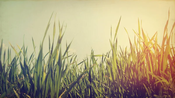 Grünes Gras Und Bewölkter Himmel — Stockfoto
