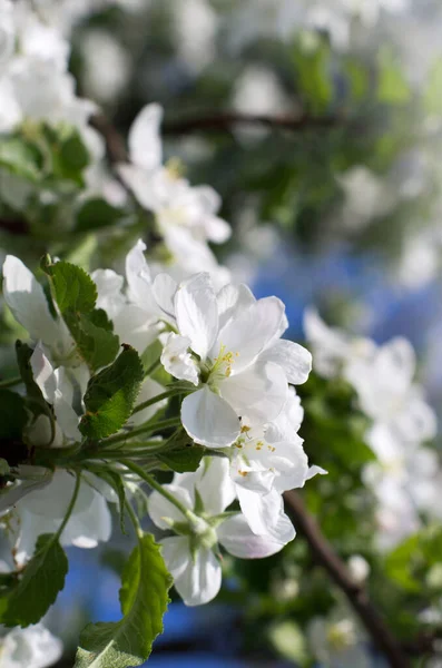 Närbild Kvist Blommande Vita Blommor — Stockfoto